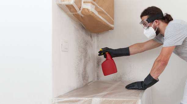 Professional Attic Mold Removal technician working in Rancocas, NJ