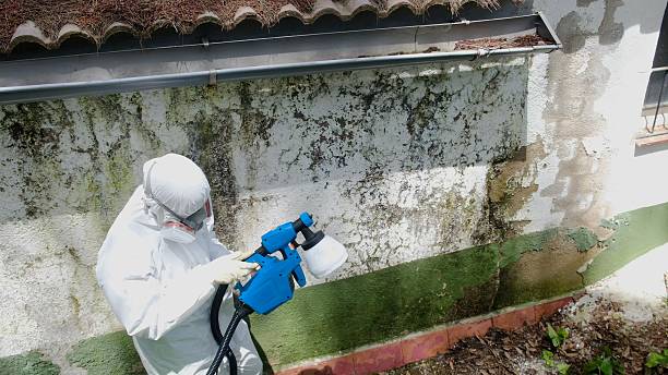 Trusted Attic Mold Removal service in Rancocas, NJ - Cheap Mold Removal
